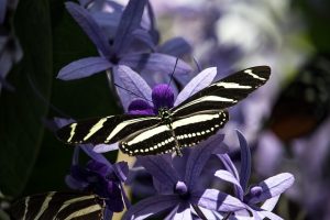 Schmetterling als Symbol für Selbstmitgefühl undSelbstempathie