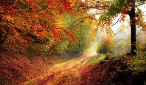 Das geheime Leben der Bäume: ein Weg im herbstlich roten Laubwald, sehr romantisch