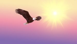 Coronakrise: Adler fliegt vor der Sonne