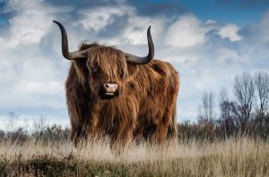 Ein Stirn vor Landschaft und Himmel - Symbol für Wut und den Anspruch sachlich zu bleiben