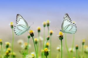 zwei Schmetterlinge auf Blumen
