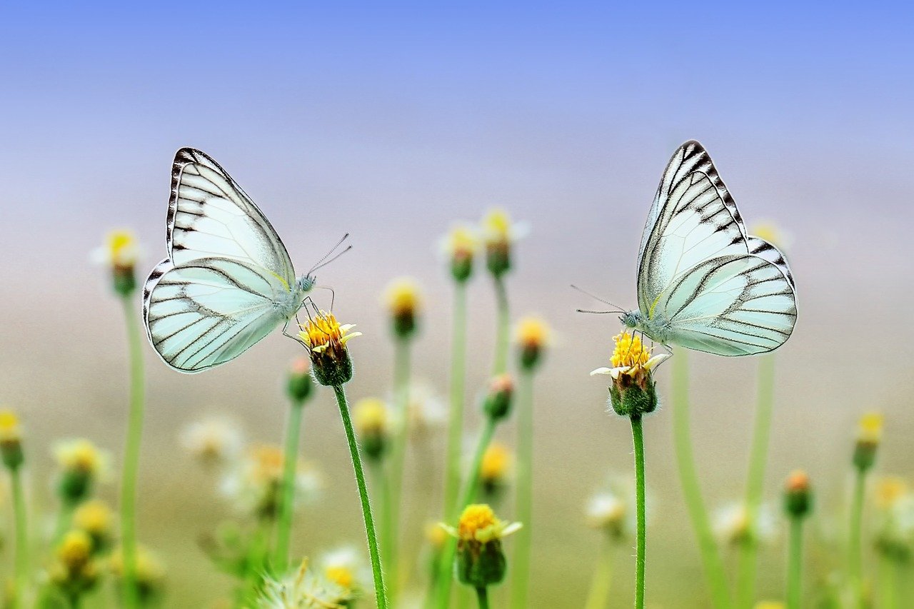 zwei Schmetterlinge auf Blumen