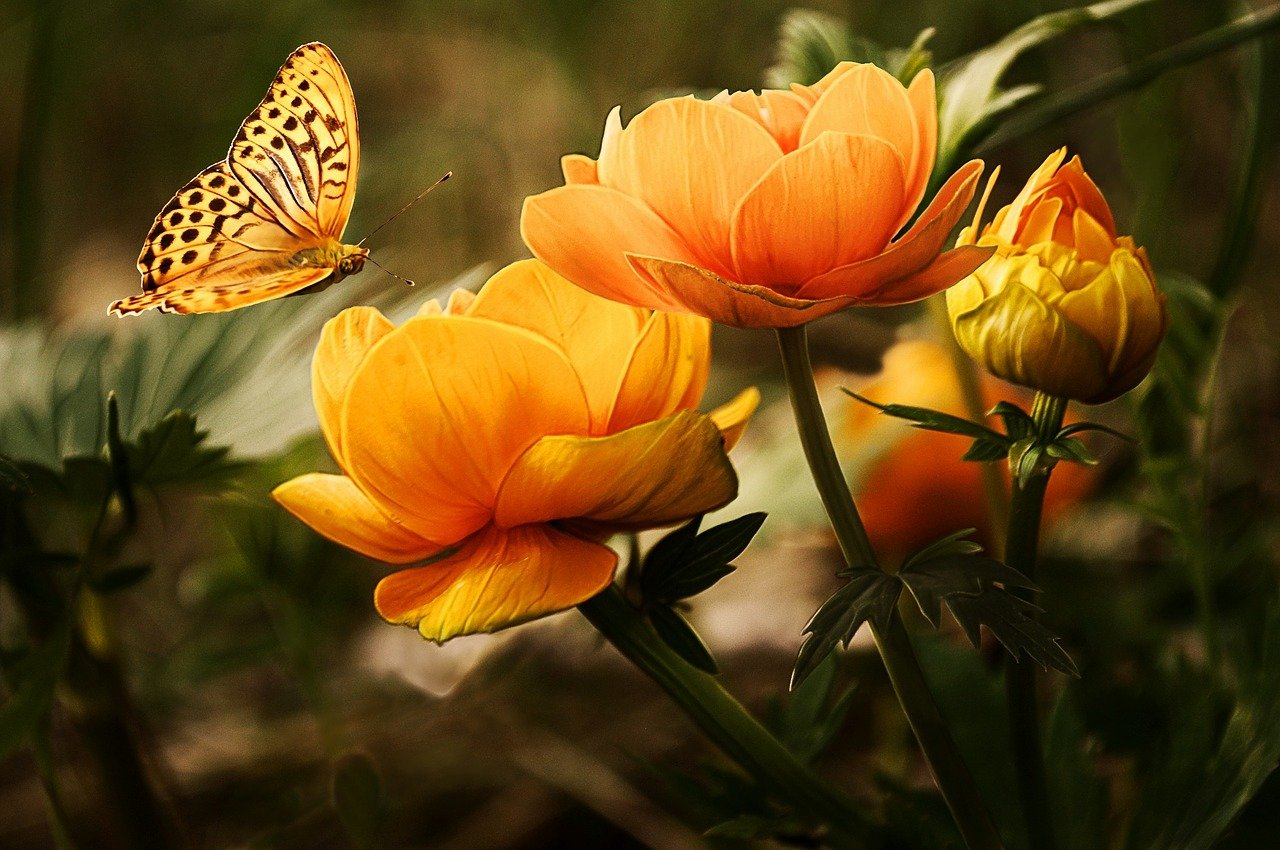 Schmetterling nimmt auf blume platz